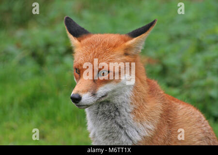 Die Red Fox, Vulpes vulpes, ist typisch englisch Stockfoto