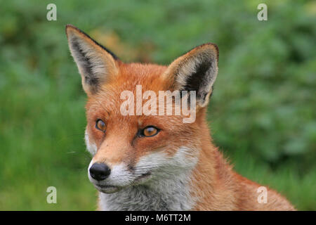 Die Red Fox, Vulpes vulpes, ist typisch englisch Stockfoto