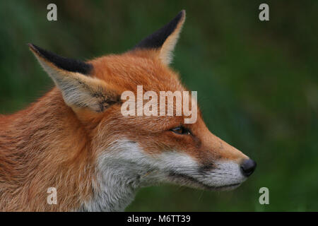 Die Red Fox, Vulpes vulpes, ist typisch englisch Stockfoto