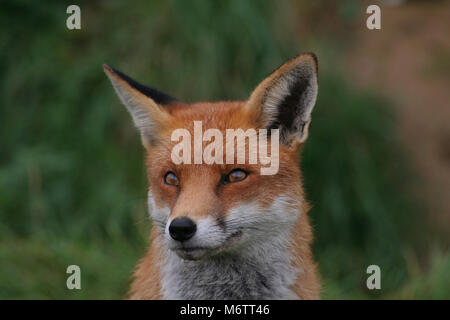 Die Red Fox, Vulpes vulpes, ist typisch englisch Stockfoto