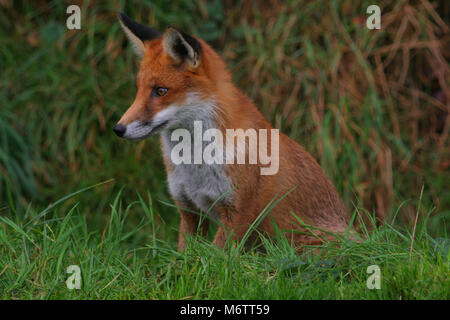 Die Red Fox, Vulpes vulpes, ist typisch englisch Stockfoto