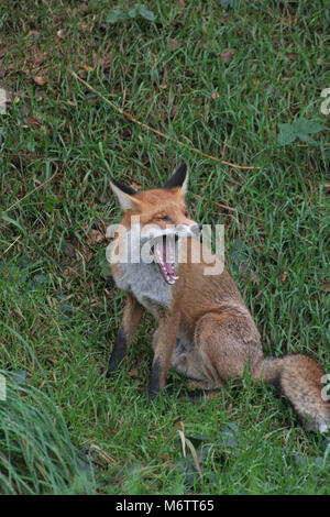 Die Red Fox, Vulpes vulpes, ist typisch englisch Stockfoto