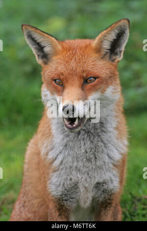 Die Red Fox, Vulpes vulpes, ist typisch englisch Stockfoto