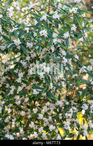 Daphne bholua 'Alba'. Nepalesische Papierwerk Stockfoto