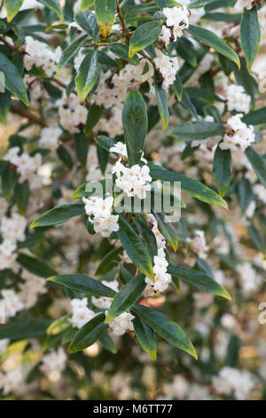 Daphne bholua 'Alba'. Nepalesische Papierwerk Stockfoto