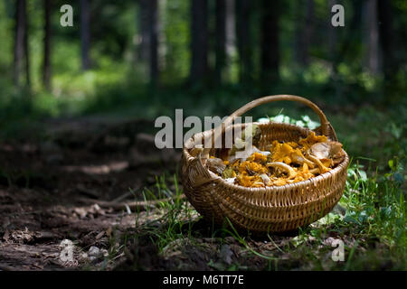 Korb voll mit Waldpilzen; Cantharellus Cibarius, Boletus edulis, und andere genießbare. Chanterelle ist der gemeinsame Name von Pilzen der Gattung Cantharellus. Stockfoto
