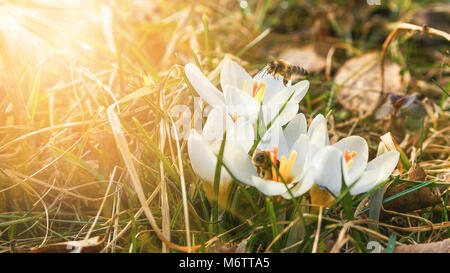 Schöne whitet Krokusse Blume wächst auf das trockene Gras und Bienen sammeln Nektar, die ersten Anzeichen des Frühlings. Saisonale Ostern sunny Natürliche backgroun Stockfoto