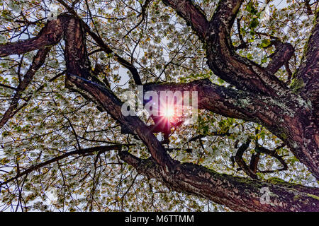 Stamm eines Kirschbaums blühender mit weißen Blumen und einem hellen Sonne mit Strahlen glänzen zwischen Zweigen, vor blauem Himmel Stockfoto