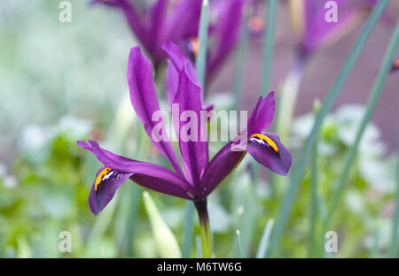 Iris reticulata Blumen. Stockfoto