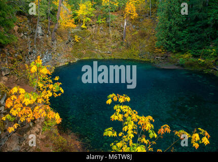 Tamolitch fällt, blauen Pool, McKenzie River National Wild und Scenic River, Willamette National Forest, Oregon Stockfoto