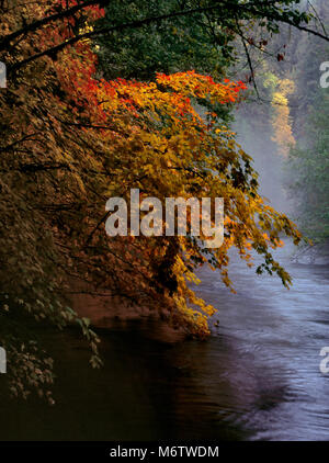 Weinstock Ahorn, Acer circinatum, McKenzie River National Wild und Scenic River, Willamette National Forest, Oregon Stockfoto