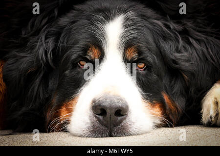 Nahaufnahme einer erwachsenen Frau Berner Sennenhund wach und starrte auf die Kamera. Stockfoto