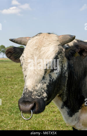 Großen schwarzen und weißen Stier mit Schnauze ring Stockfoto