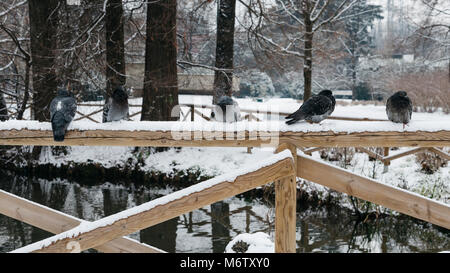 Tauben und Tauben Sitzen auf dem Geländer einer Brücke an einem Wintertag. Stockfoto