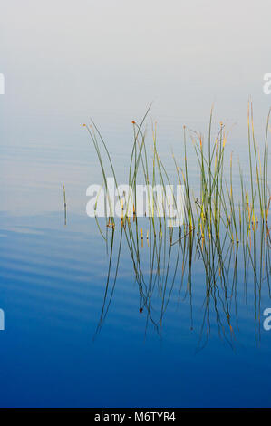 Ruhigen Teich mit Stier hetzt in Seney National Wildlife Refuge, Michigan, USA Stockfoto