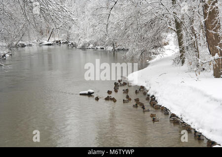 Stockenten aufgereiht entlang eines Flusses im Winter, Clinton River, Michigan, USA, Nordamerika Stockfoto