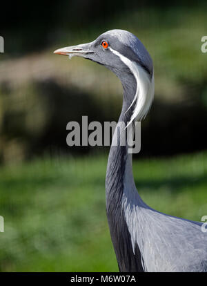 Demoiselle Crane (Anthropoides virgo) Stockfoto