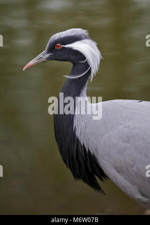 Demoiselle Crane (Anthropoides virgo) Stockfoto