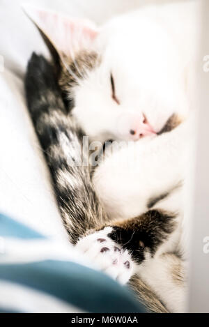 Muggi - ein süßes, zusammengerollt Katze ihre Pfote angezeigt. Sieht aus wie ein kleiner Engel. (Deutschland) Stockfoto