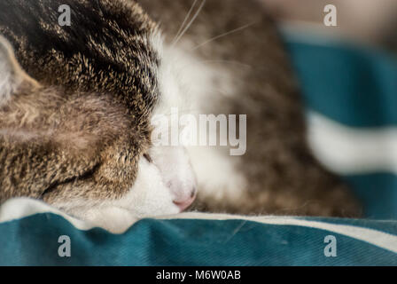 Muggi - Seite Profil von einem niedlichen, gewellt, Katze, sieht aus wie ein kleiner Engel. (Deutschland) Stockfoto