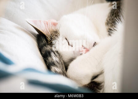 Muggi - ein süßes, zusammengerollt Katze, sieht aus wie ein kleiner Engel. (Deutschland) Stockfoto