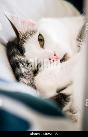 Muggi - ein süßes, zusammengerollt Katze, die gerade aufgewacht und starrt in die Kamera (Deutschland) Stockfoto