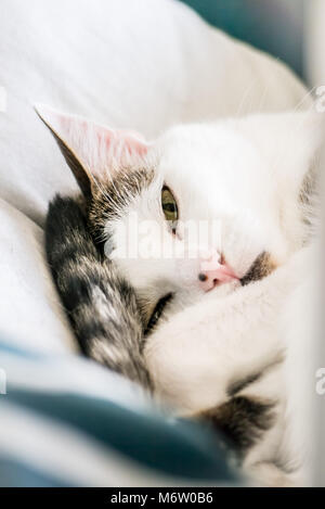 Muggi - ein süßes, zusammengerollt Katze, die gerade aufgewacht und starrt in die Kamera (Deutschland) Stockfoto