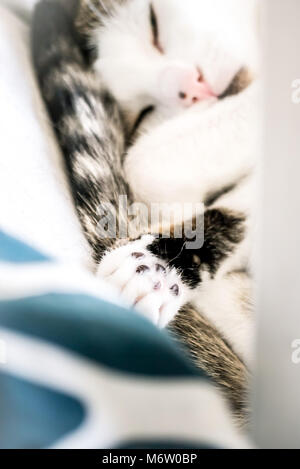 Muggi - Niedlich, eingerollt Katze ihre Pfote angezeigt. Sieht aus wie ein kleiner Engel. (Deutschland) Stockfoto