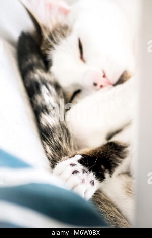 Muggi - Niedlich, eingerollt Katze ihre Pfote angezeigt. Sieht aus wie ein kleiner Engel. (Deutschland) Stockfoto