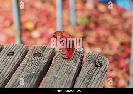 Rote trockene Herbst Blatt auf der hölzernen Sitzbank einsam im Herbst Park. Herbst Blatt Landschaft. Nahaufnahme von Herbst Blatt auf der Bank. Stockfoto