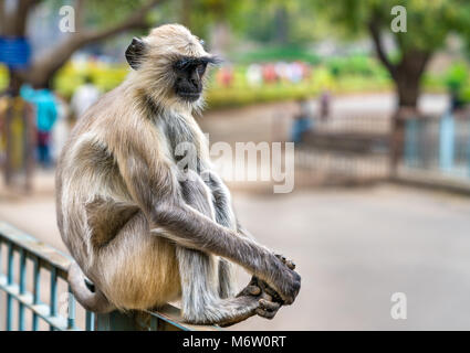 Grau langur Affe in Ellora Höhlen in Indien Stockfoto