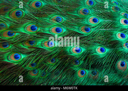 Pfauenfedern Green Dot Pattern blauer Hintergrund Stockfoto