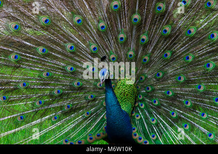 Peacock Peacock schönen Schwanz zeigen Muster grüner Punkt Stockfoto