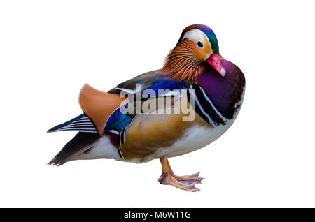 Mandarinente isolieren Aix galericulata Mandarinente schöne Farbe Stockfoto