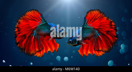 Bekämpfung der Fisch Rot Blau hellen Hintergrund mit Bokeh Stockfoto