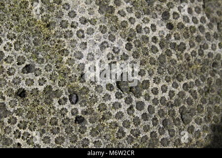 Korallen am Strand im Makro Stockfoto