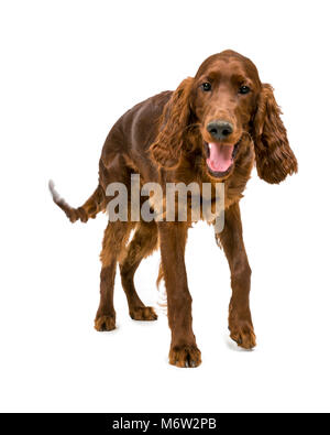 Vier Monate alten Irish Red Setter stehend Stockfoto