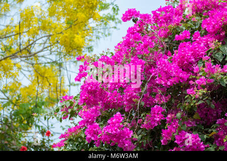 Lila Bougainvillea mit gelber Cassia-Fistel im Hintergrund Stockfoto