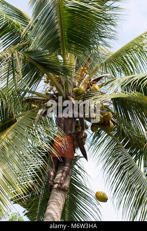 Indischer Mann, der Kokosnüsse von einer Palme im Dorf Kumbalangi, Cochin, Kochi, Indien sammelt Stockfoto