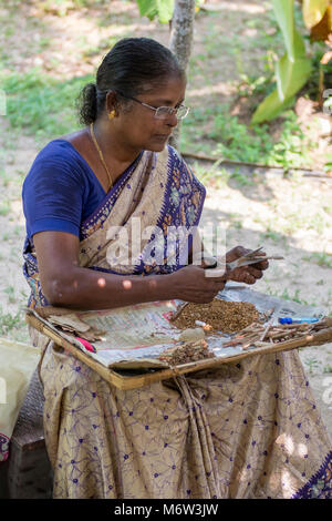 Ältere indische Frau, die handgerollte Zigaretten im Dorf Kumbalangi, Cochin, Kochi, Indien, macht Stockfoto