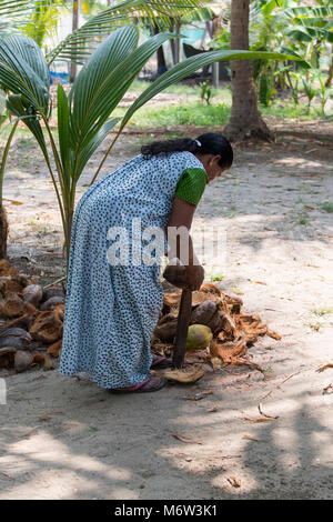 Indische Frau Entfernen Kokosnussschalen in Kumbalangi Village, Cochin, Kochi, Indien Stockfoto