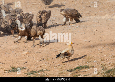 Schmutzgeier umgeben von gänsegeier Fütterung Stockfoto