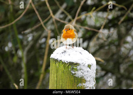 Europäische Rotkehlchen, Erithacus rubecula, sitzen auf den Baumstamm bedeckt mit Schnee im Winter, bei Schneefall. Natur uk. britischen Wildtiere im Winter. Stockfoto