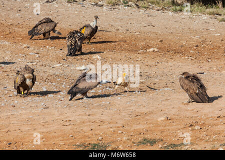 Schmutzgeier umgeben von Gänsegeier Stockfoto