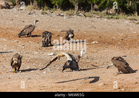 Schmutzgeier im Flug umgeben von Gänsegeier Stockfoto