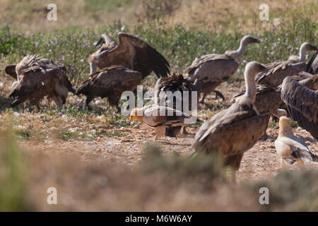 Paar Schmutzgeier umgeben Fütterung von Gänsegeier Stockfoto