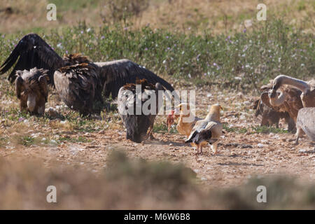 Paar Schmutzgeier umgeben Fütterung von Gänsegeier Stockfoto