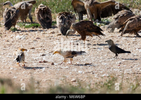 Paar schmutzgeier und ein Rabe Fütterung umgeben von Gänsegeier Stockfoto