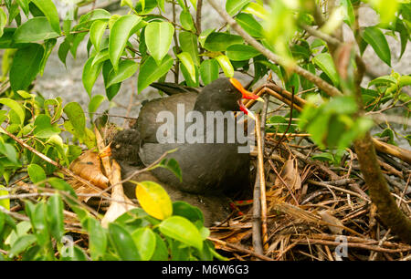 Dusky Sumpfhuhn, Gallinula tenebrosa, sitzen auf Nest von Sticks mit grünem Laub umgeben, und kreischenden, botanischen Gärten Bundaberg, Australien Stockfoto