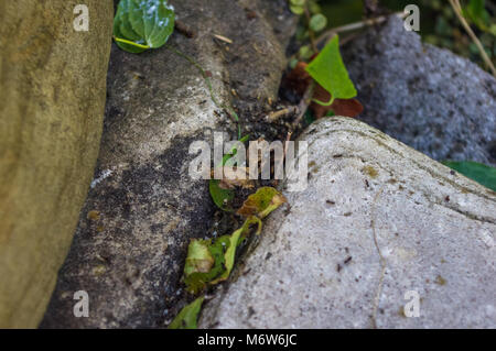 Grüne curly Weinstock zwischen den Felsbrocken, close-up Stockfoto